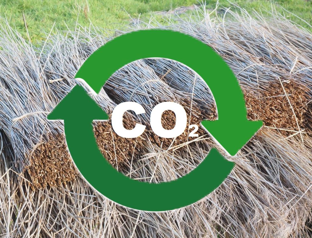 Im Hintergrund aufgestapelte Reet-Bündel auf einer Wiese. Davor ein grünes Kreislaufsymbol mit CO2 in der Mitte.
