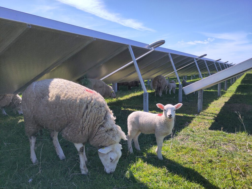 Schafe grasen unter den Sonnenkollektoren einer Solarthermieanlage